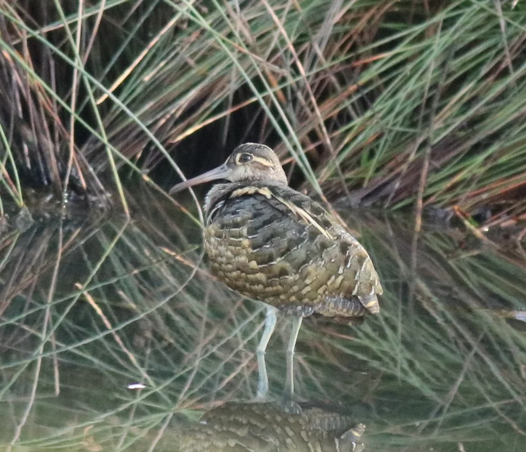 彩鹬(Rostratula benghalensis)