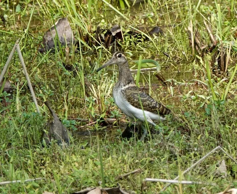 彩鹬(Rostratula benghalensis)