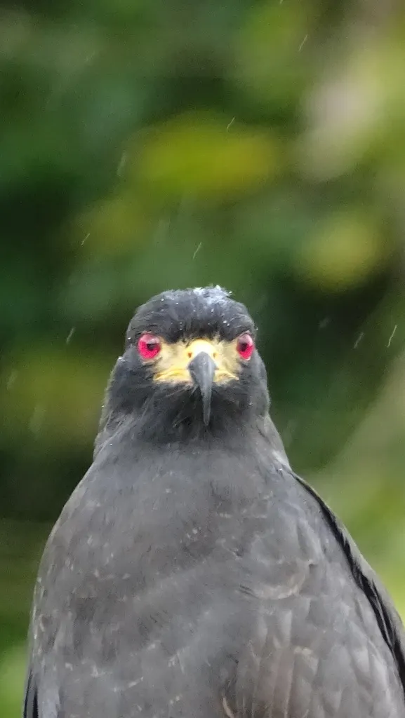 食螺鸢(Rostrhamus sociabilis)