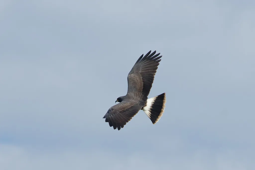 食螺鸢(Rostrhamus sociabilis)