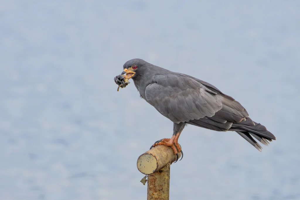 食螺鸢(Rostrhamus sociabilis)