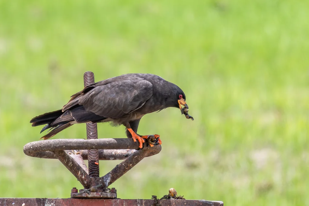 食螺鸢(Rostrhamus sociabilis)