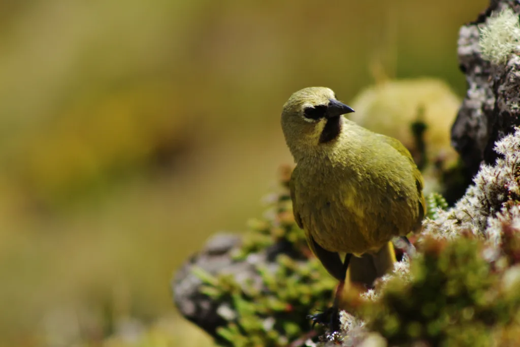 高夫岛雀(Rowettia goughensis)