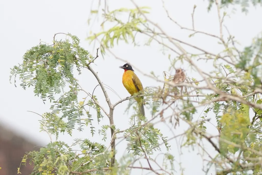 红喉黄鹎(Rubigula dispar)