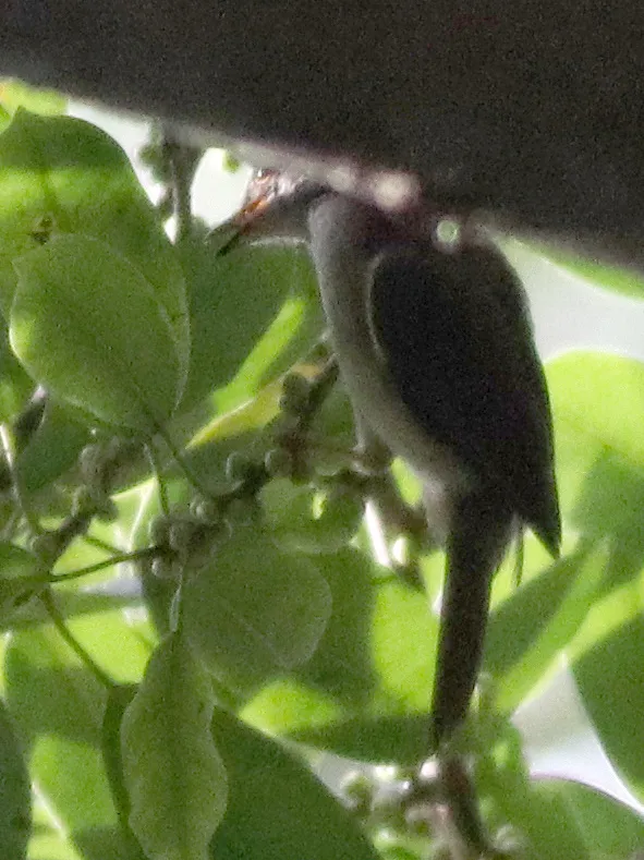 小褐鹎(Rubigula erythropthalmos)
