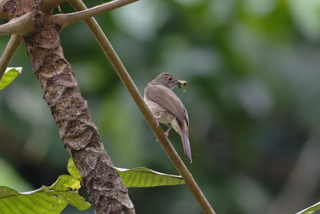 小褐鹎(Rubigula erythropthalmos)