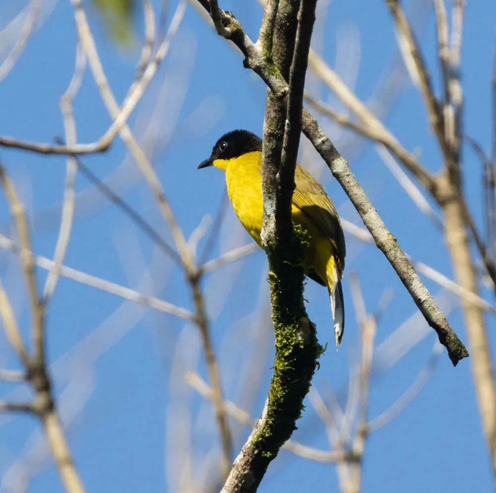 黑顶黄鹎(Rubigula melanictera)