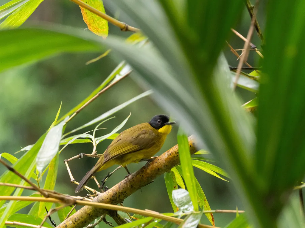 黑顶黄鹎(Rubigula melanictera)