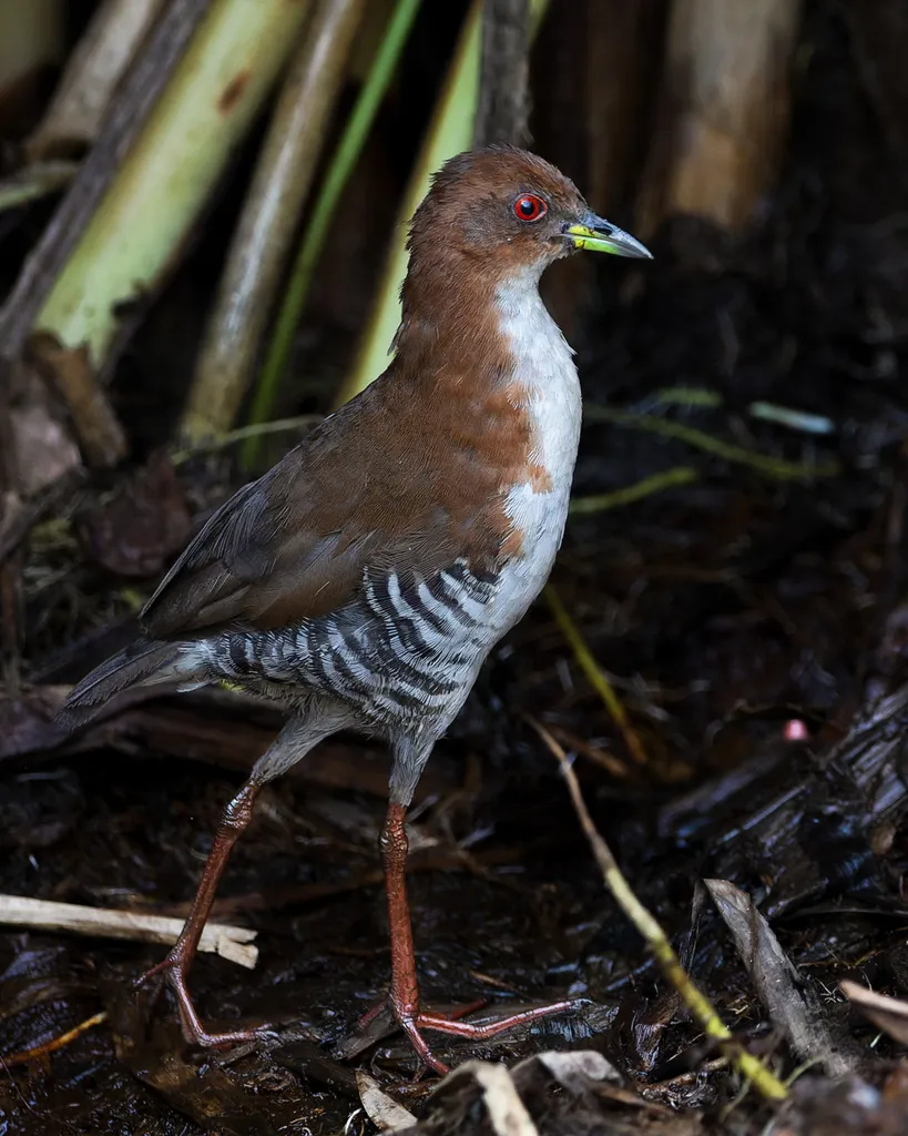 红白田鸡(Rufirallus leucopyrrhus)