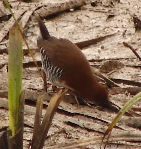 红白田鸡(Rufirallus leucopyrrhus)