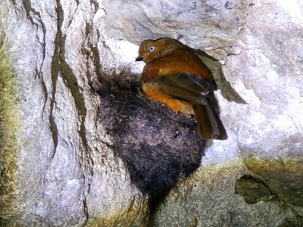 安第斯冠伞鸟(Rupicola peruvianus)