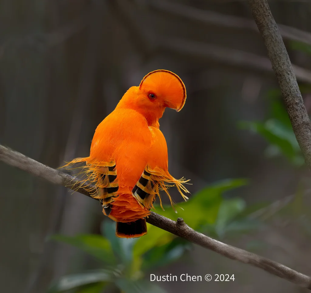 圭亚那冠伞鸟(Rupicola rupicola)