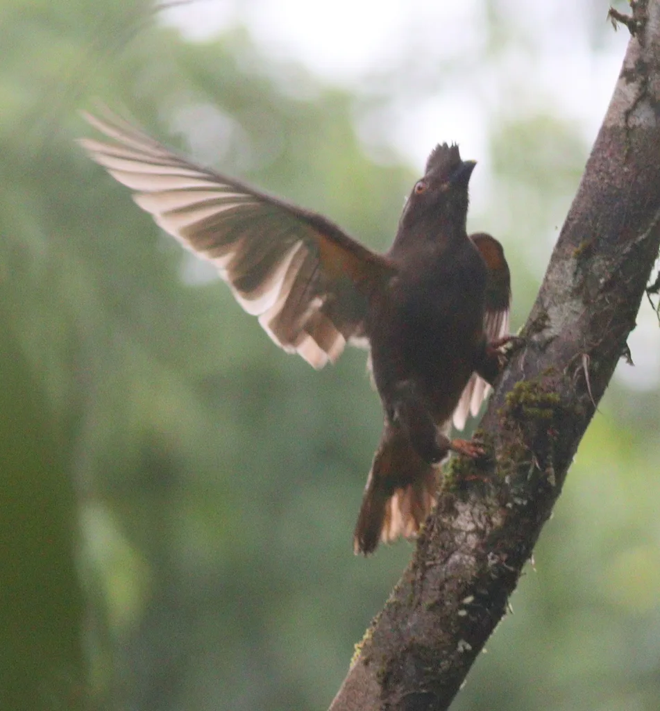 圭亚那冠伞鸟(Rupicola rupicola)