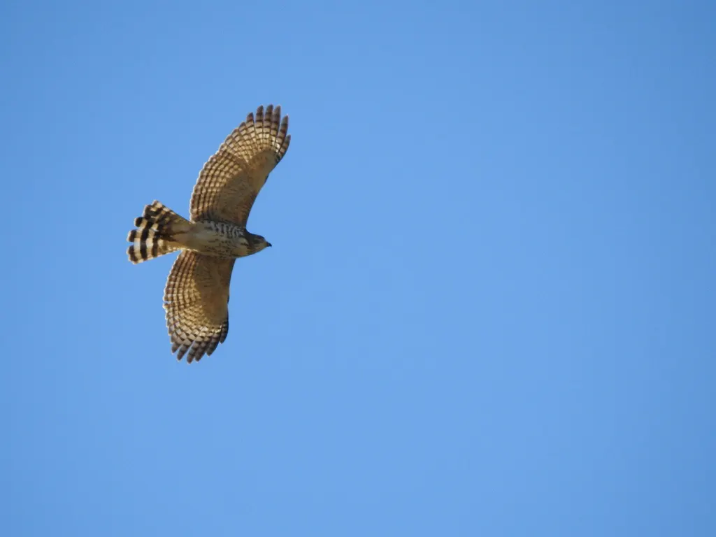 阔嘴鵟(Rupornis magnirostris)