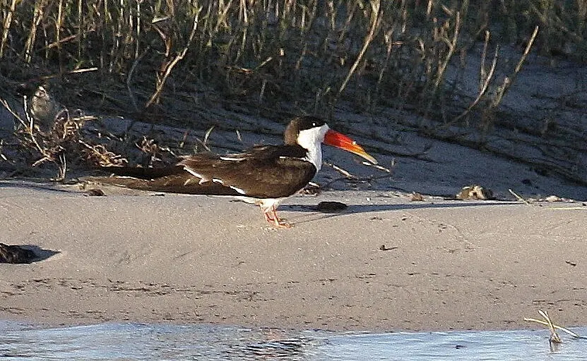 非洲剪嘴鸥（Rynchops flavirostris）