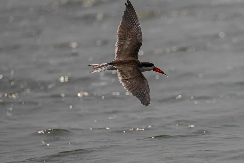 非洲剪嘴鸥（Rynchops flavirostris）
