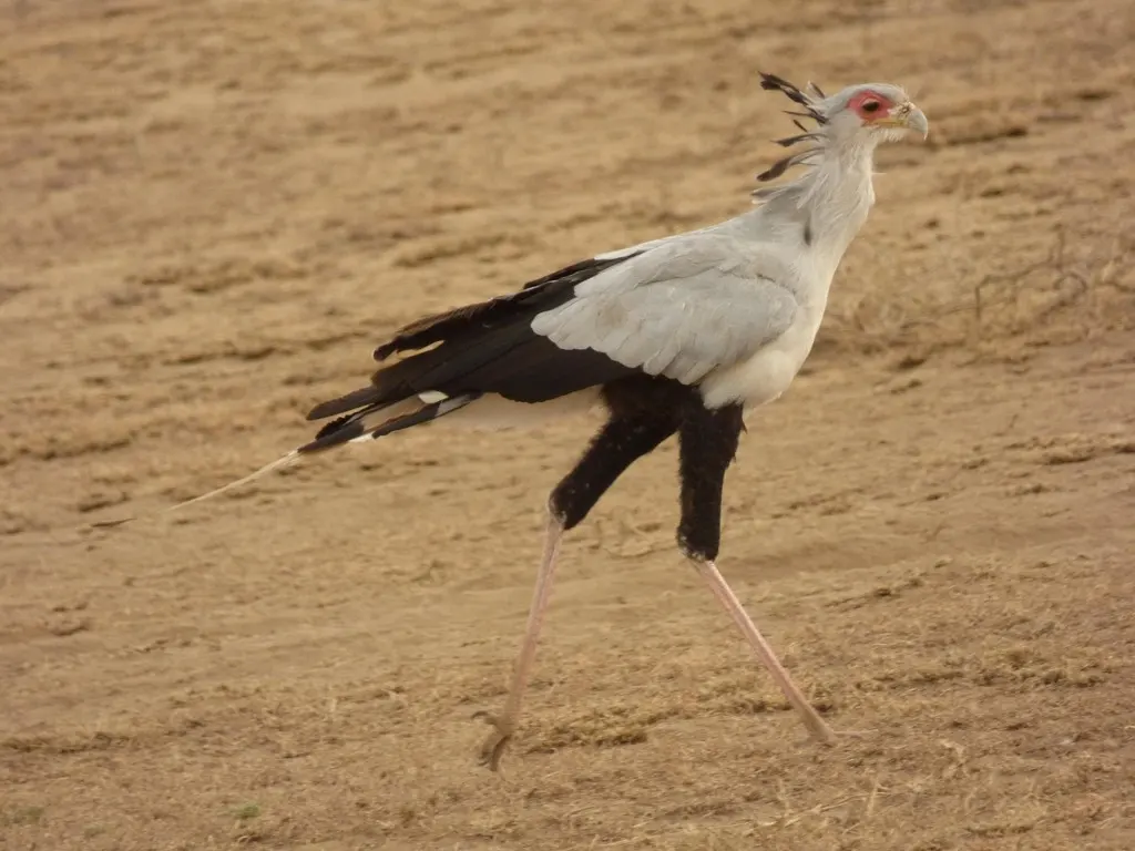 鹭鹰(Sagittarius serpentarius)