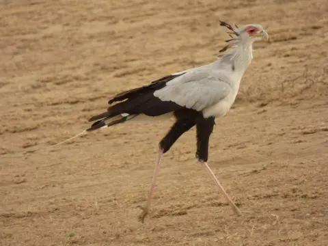 鹭鹰