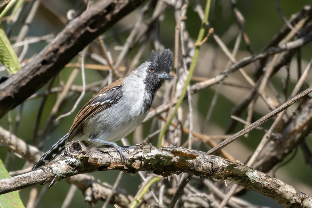 银颊蚁鵙(Sakesphoroides cristatus)