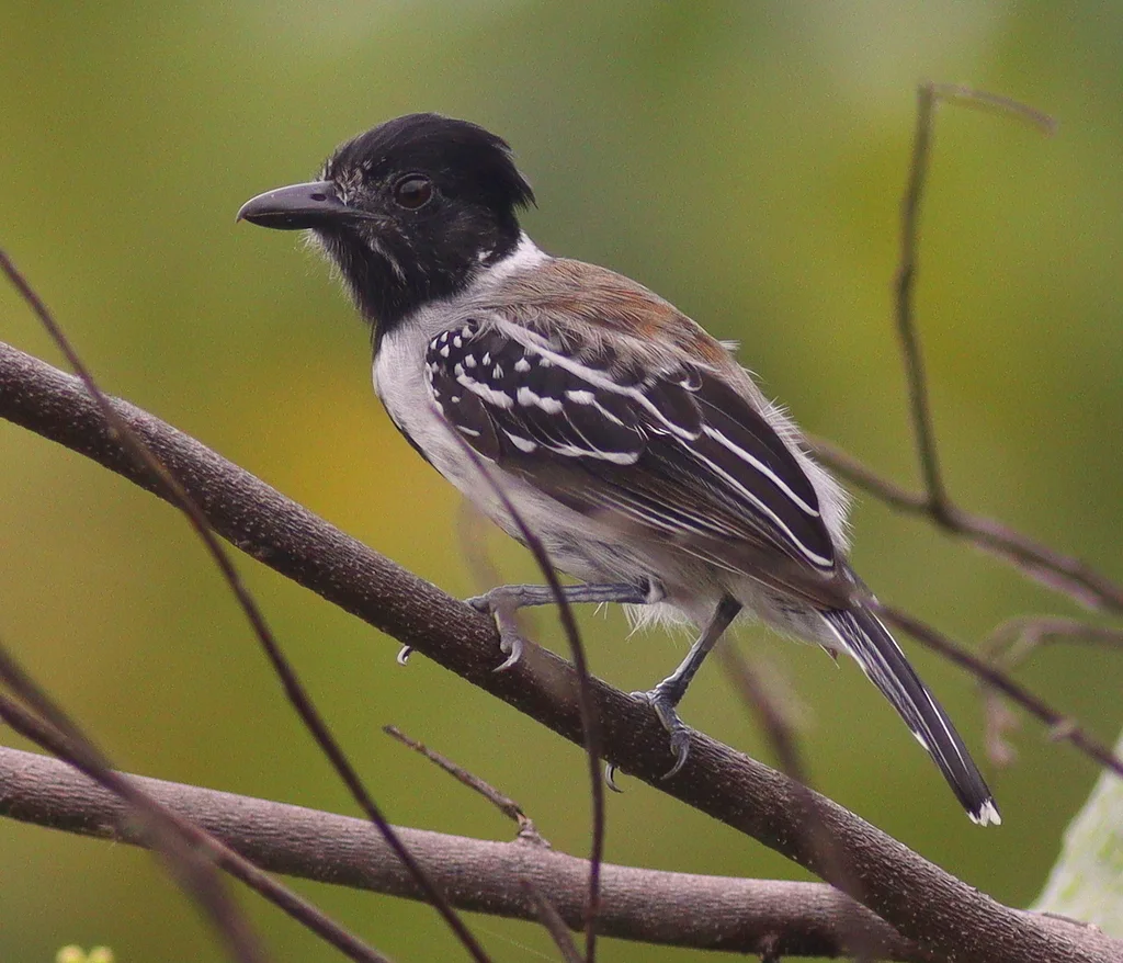 黑冠蚁鵙(Sakesphorus canadensis)