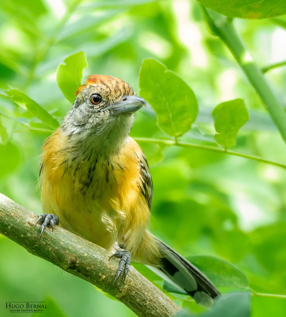 黑冠蚁鵙(Sakesphorus canadensis)