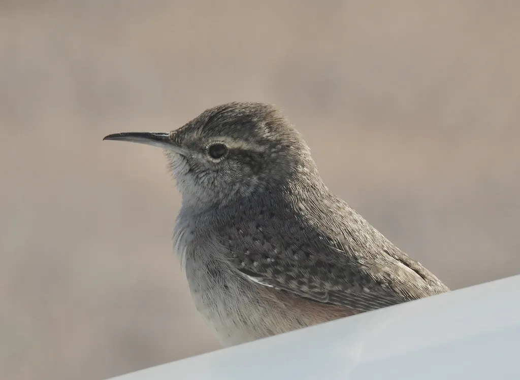 岩鹪鹩(Salpinctes obsoletus)