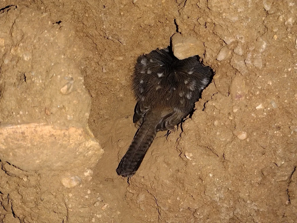 岩鹪鹩(Salpinctes obsoletus)