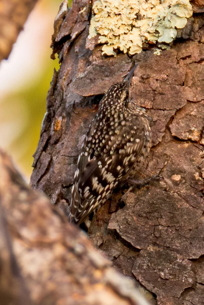 非洲斑旋木雀（Salpornis salvadori）
