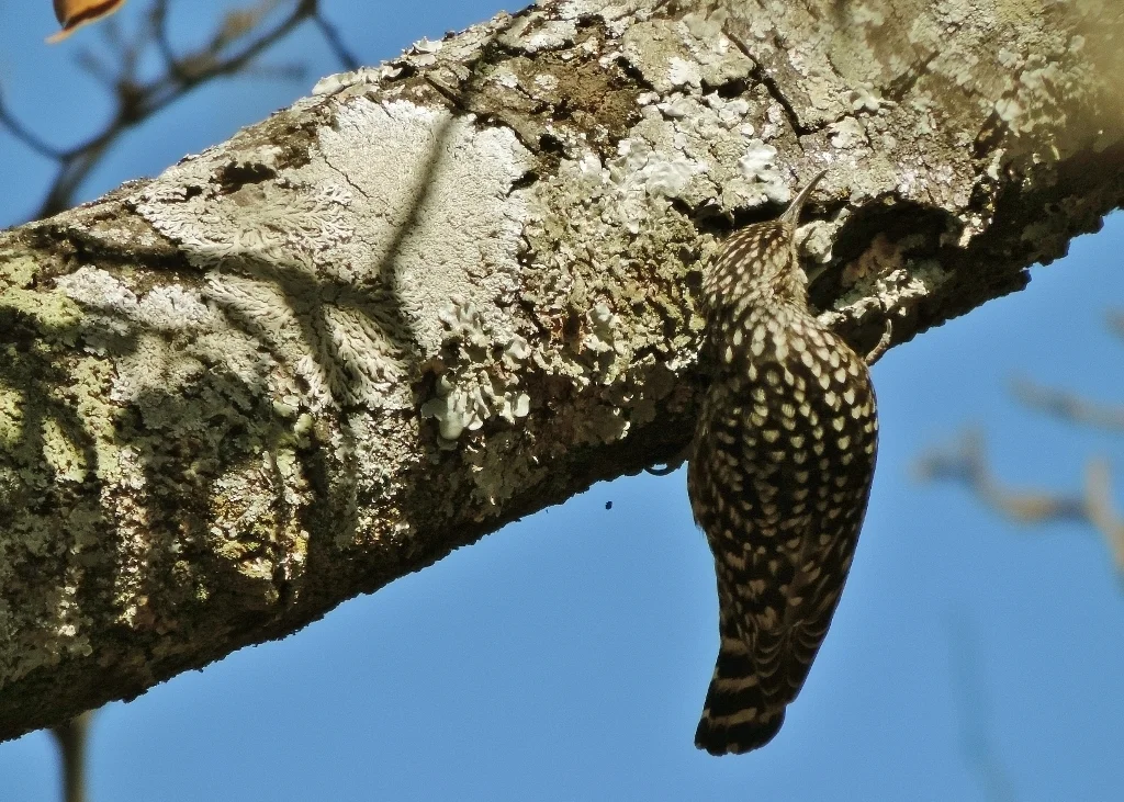 非洲斑旋木雀（Salpornis salvadori）