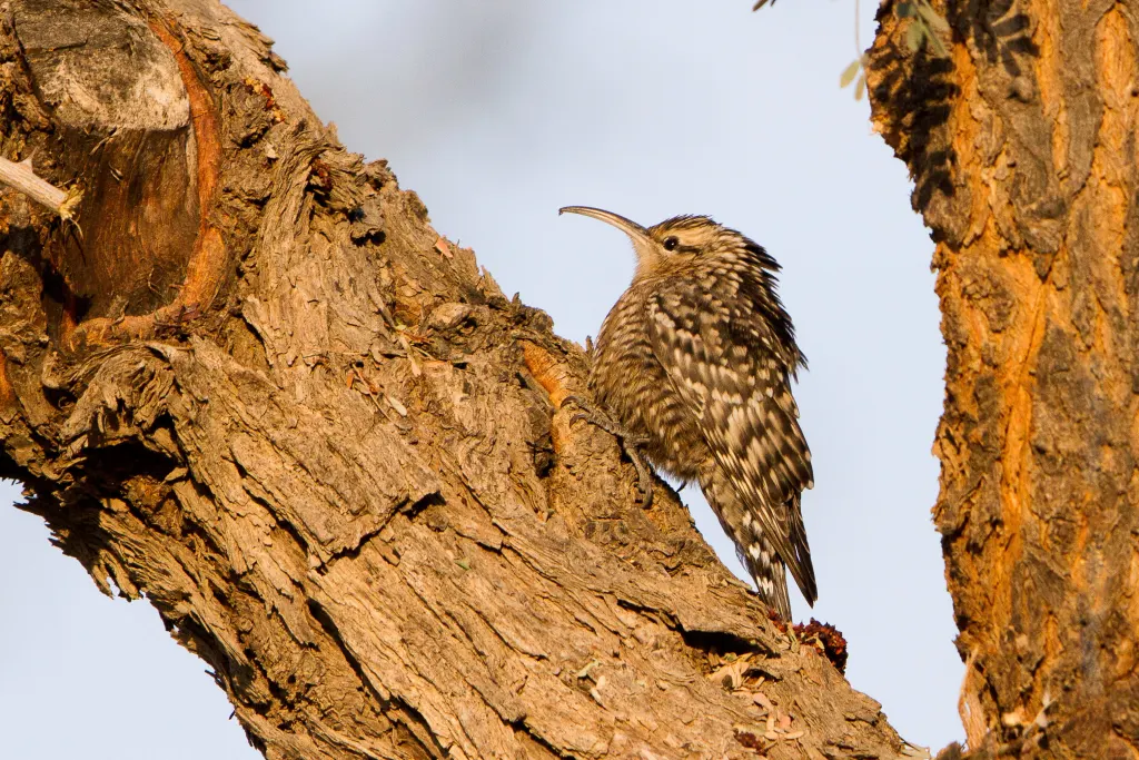 斑旋木雀(Salpornis spilonota)