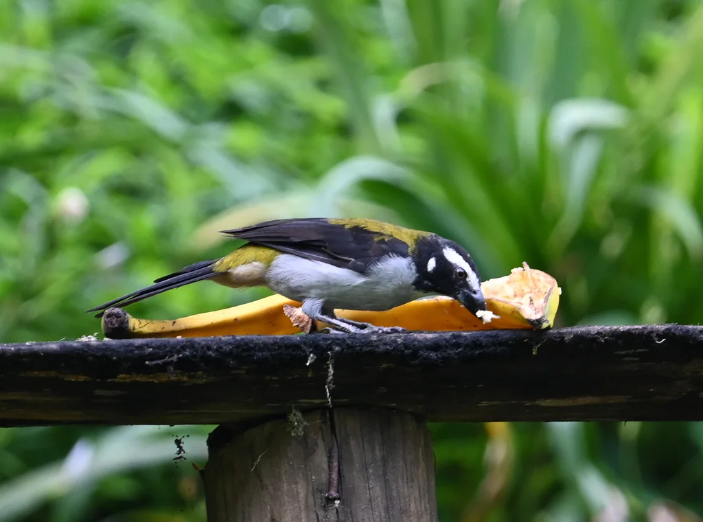 黑翅舞雀(Saltator atripennis)