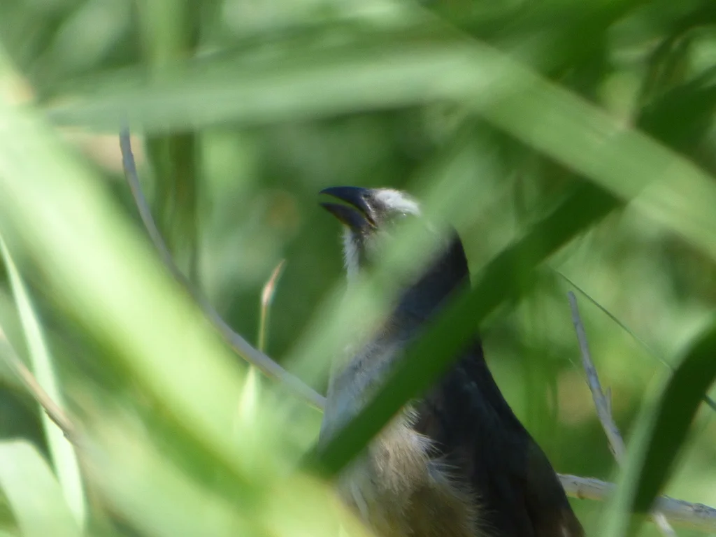 灰背舞雀(Saltator coerulescens)