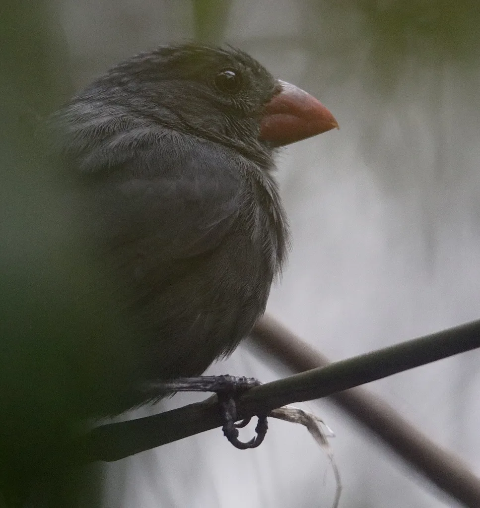 灰蓝粗嘴雀(Saltator grossus)