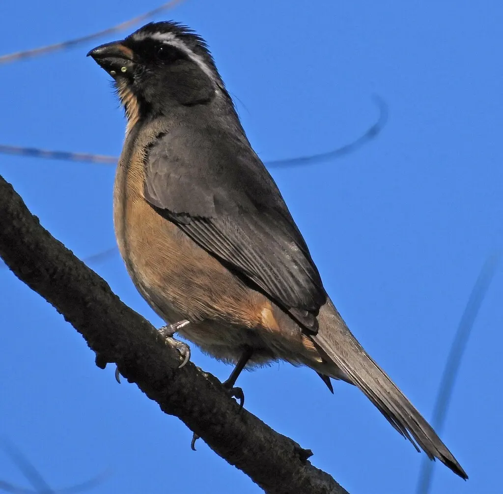 厚嘴舞雀(Saltator maxillosus)