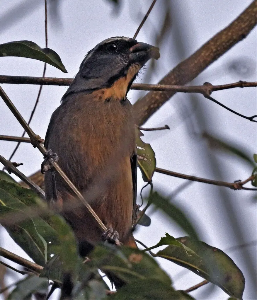 厚嘴舞雀(Saltator maxillosus)