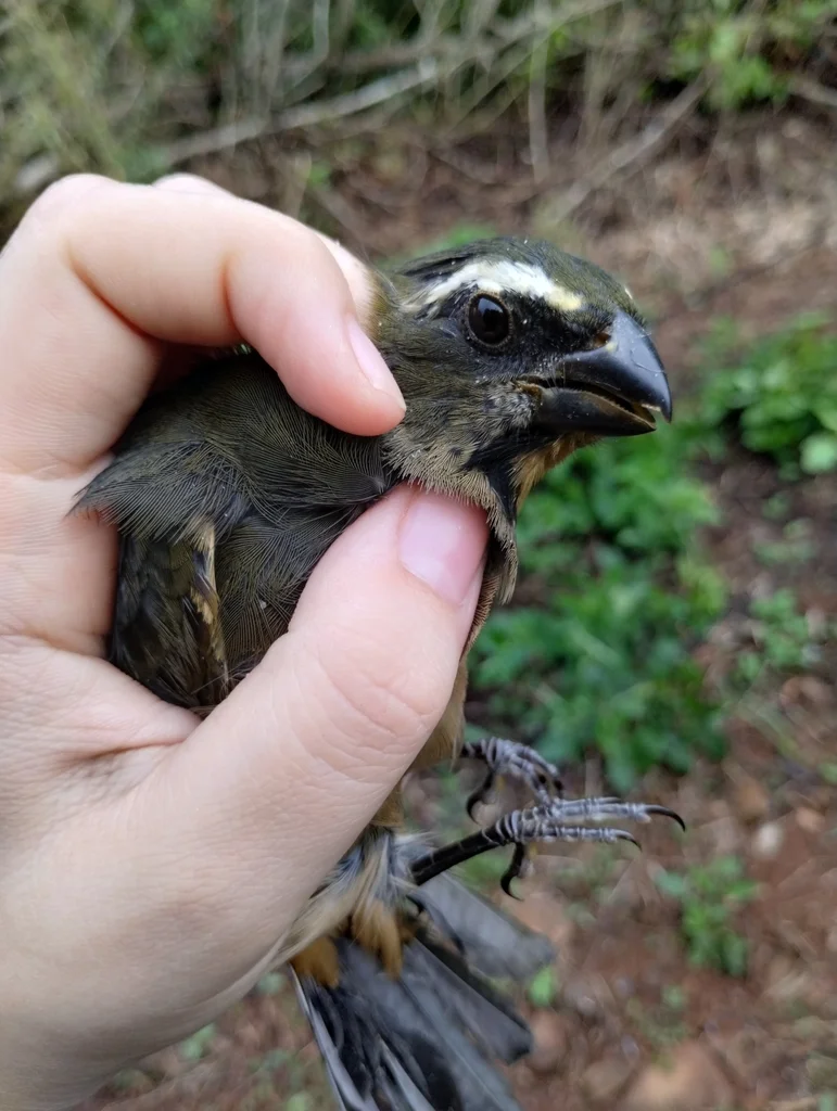 厚嘴舞雀(Saltator maxillosus)