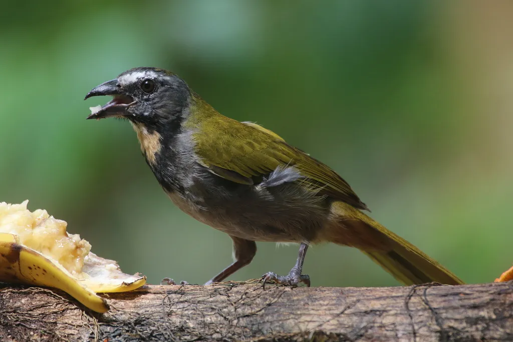 黄喉舞雀(Saltator maximus)