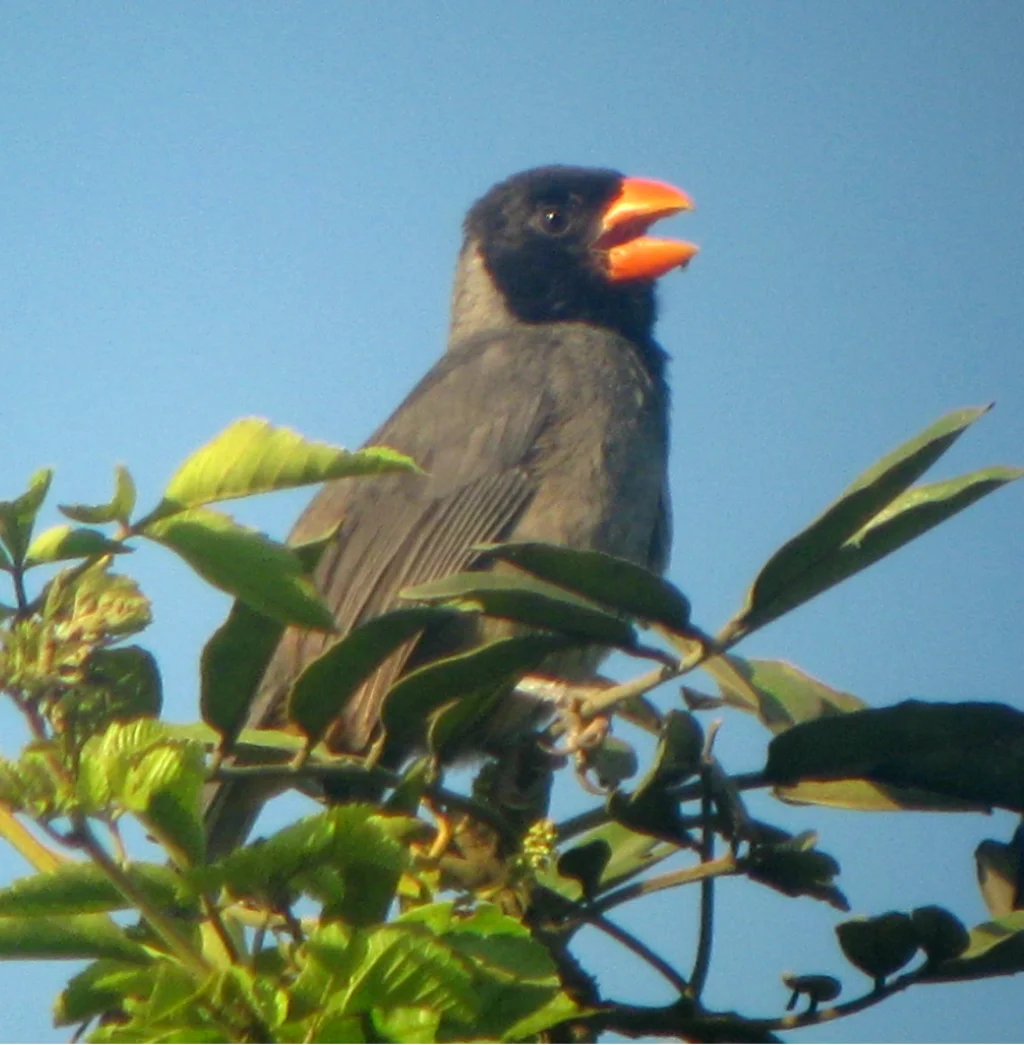 黑巾舞雀(Saltator nigriceps)