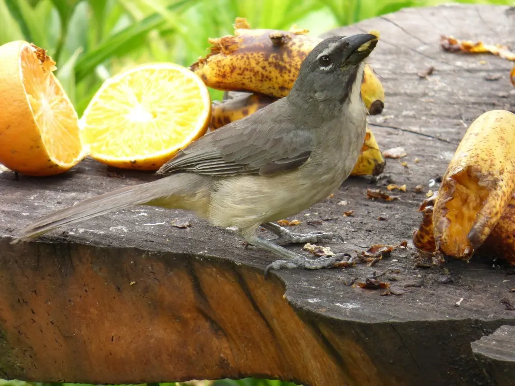暗绿舞雀(Saltator olivascens)