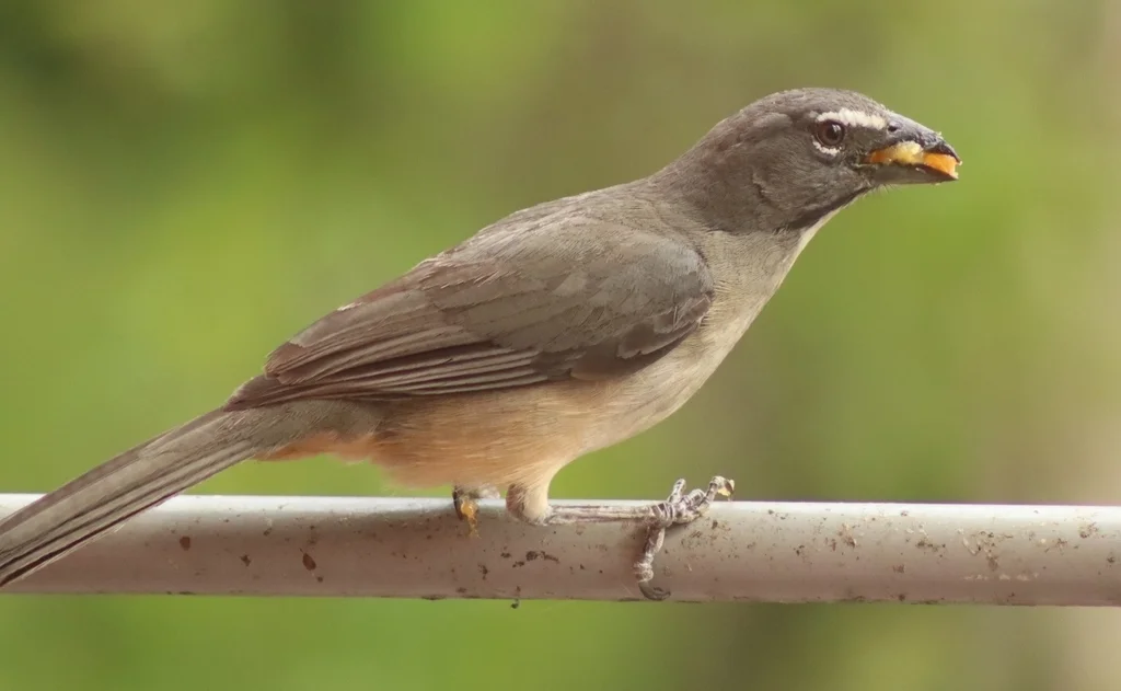 暗绿舞雀(Saltator olivascens)
