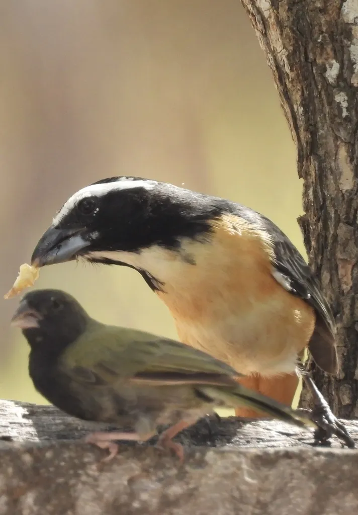 白眉舞雀(Saltator orenocensis)