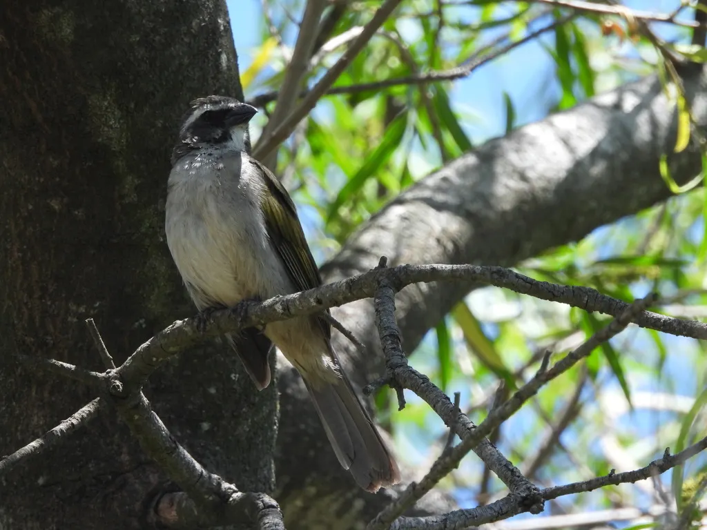 绿翅舞雀(Saltator similis)