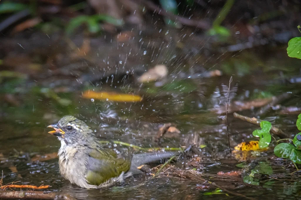绿翅舞雀(Saltator similis)