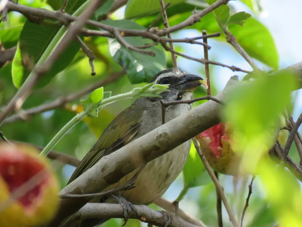 绿翅舞雀(Saltator similis)
