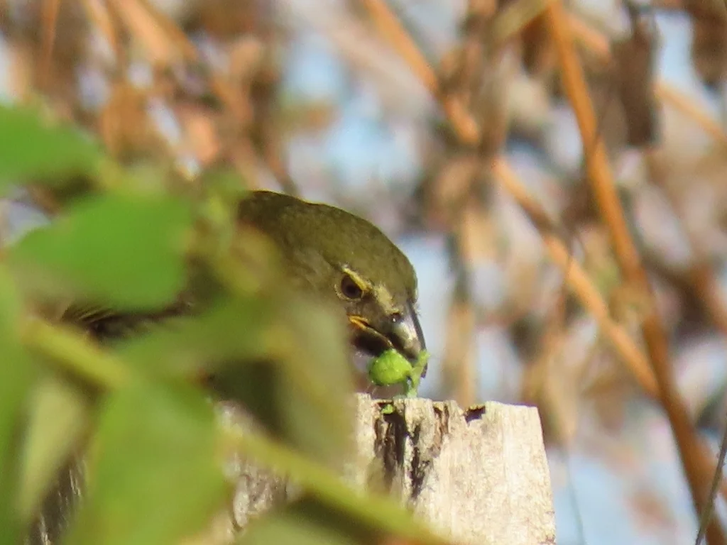 斑纹舞雀(Saltator striatipectus)