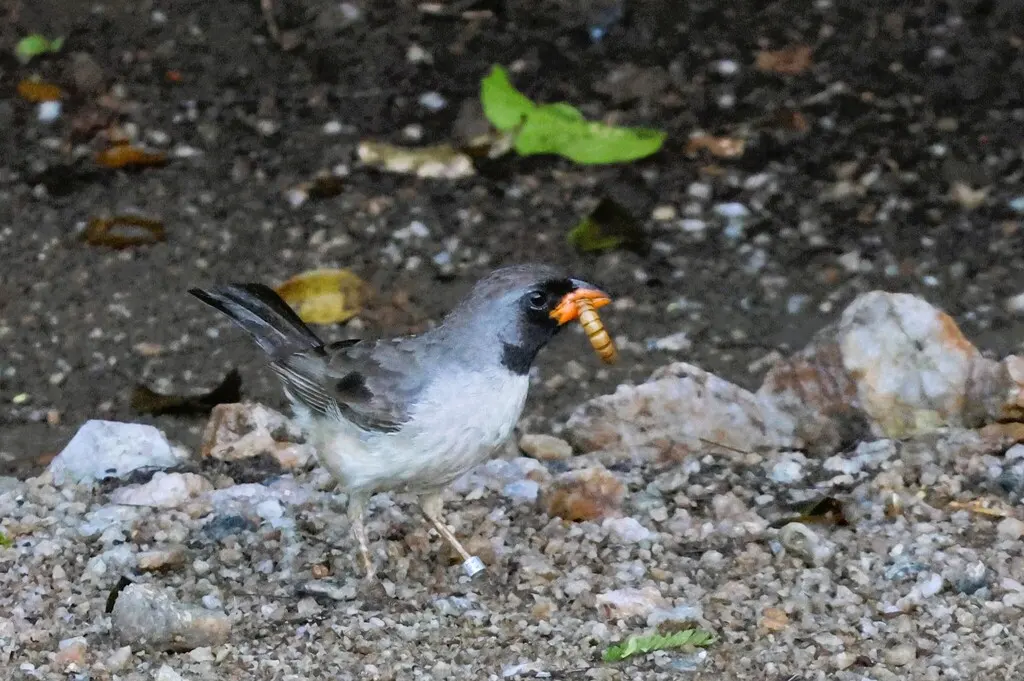 黑喉舞雀(Saltatricula atricollis)