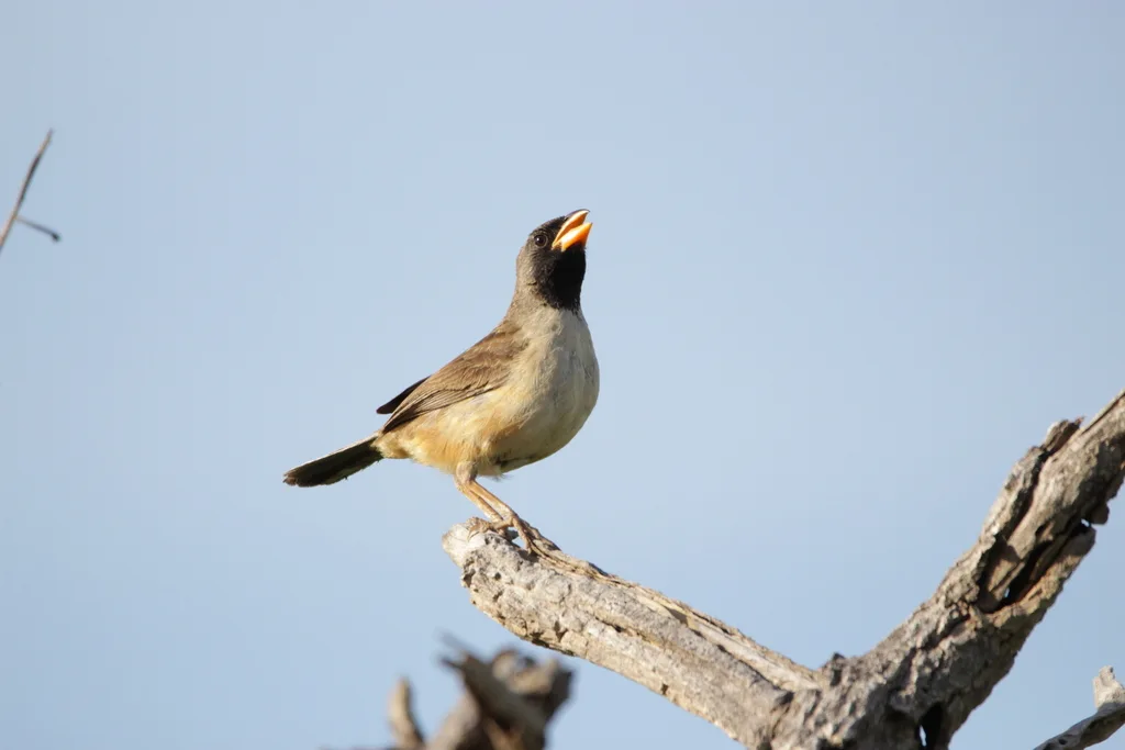 黑喉舞雀(Saltatricula atricollis)