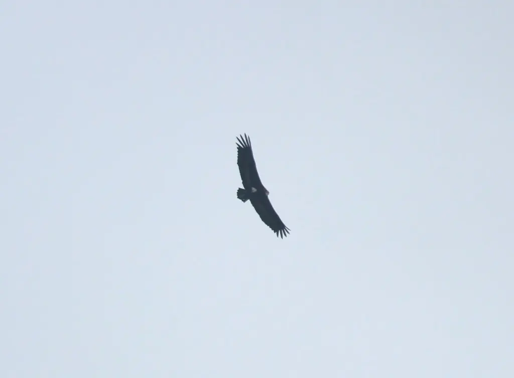 黑兀鹫(Sarcogyps calvus)