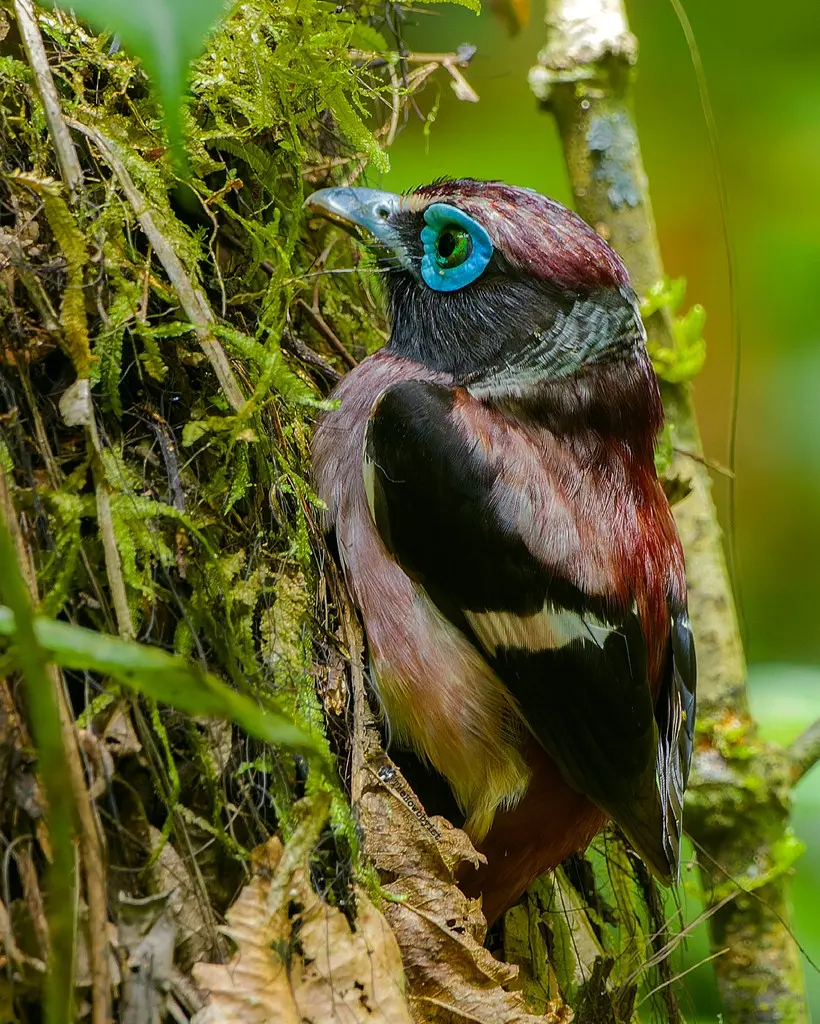 米岛阔嘴鸟(Sarcophanops samarensis)