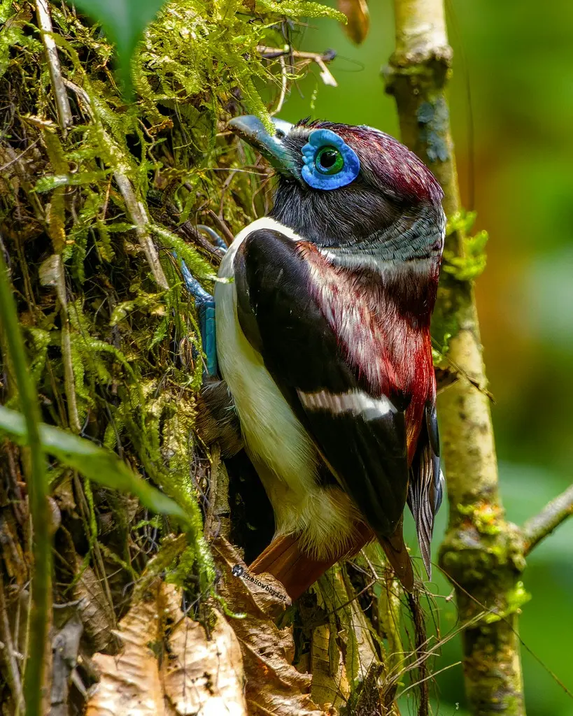 米岛阔嘴鸟(Sarcophanops samarensis)